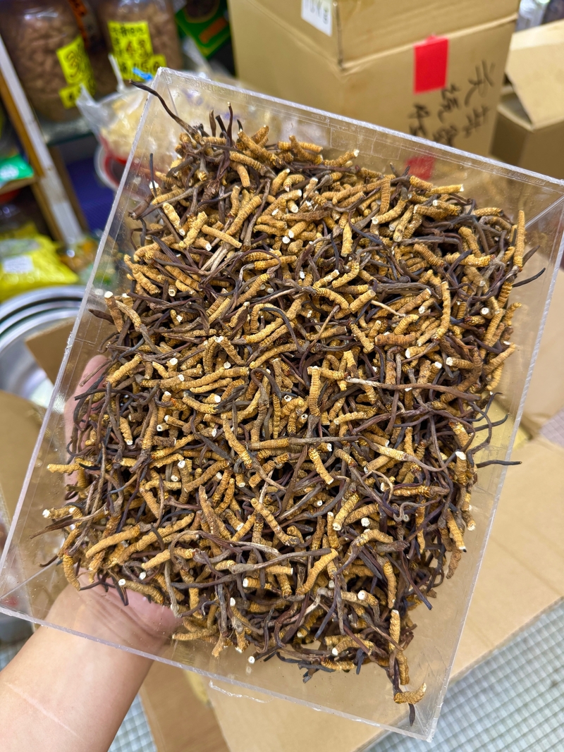冬蟲夏草 斷蟲草 斷草