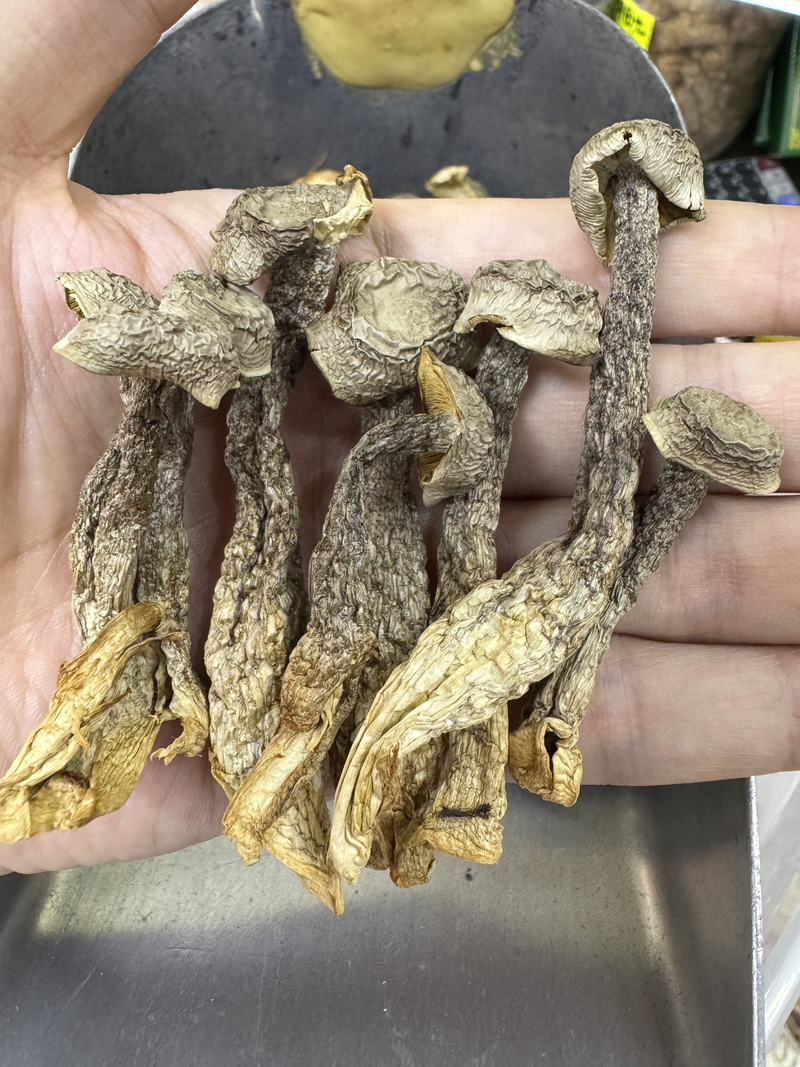 A級鹿茸菇 鹿茸菌