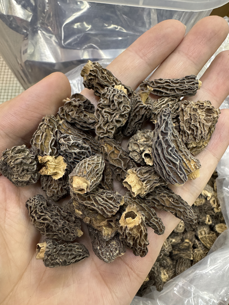 西藏高原野生羊肚菌