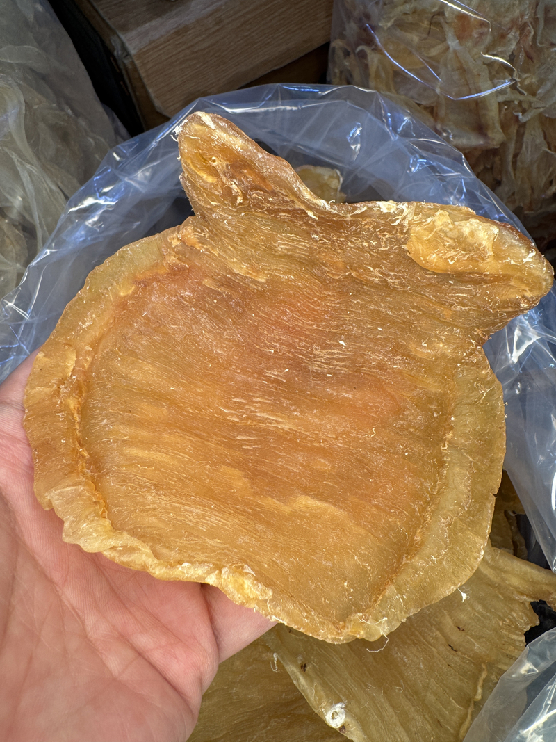 印度洋正宗野生鳘魚膠 紅雞公肚 花膠之王