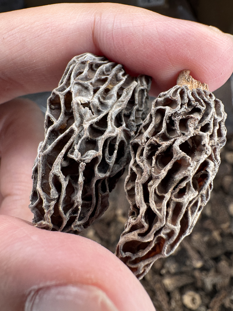 高原野生羊肚菌