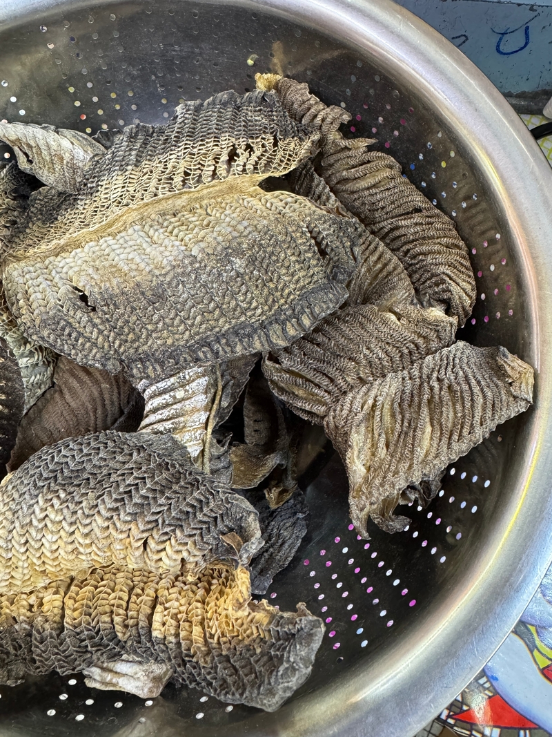 膨魚鰓大碼